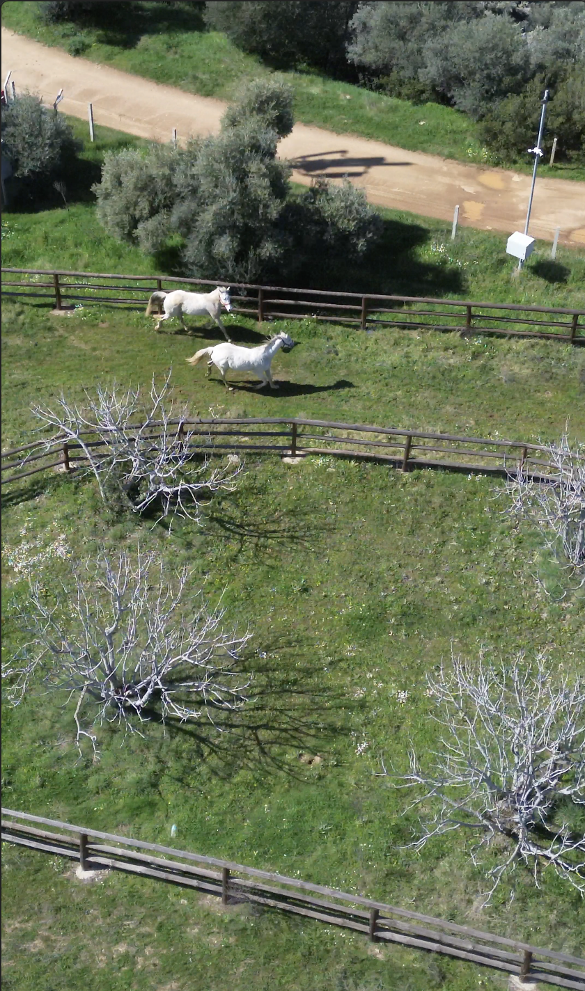 Atlı Sporları